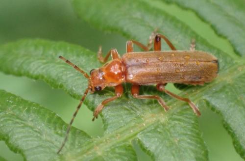 Réf. 335 315 : Cantharis sp.